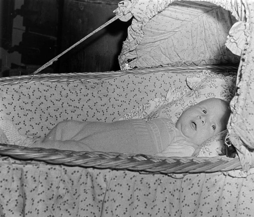 Fotoarchiv Pilz 0155