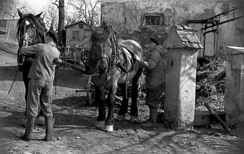 0053 Mist  fahren bei Kurt Haselbach