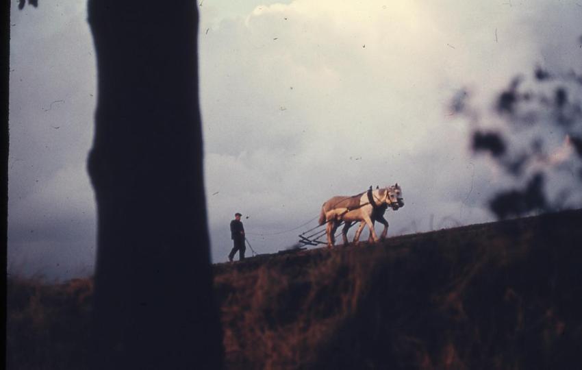 FeldbestellungmitPferde