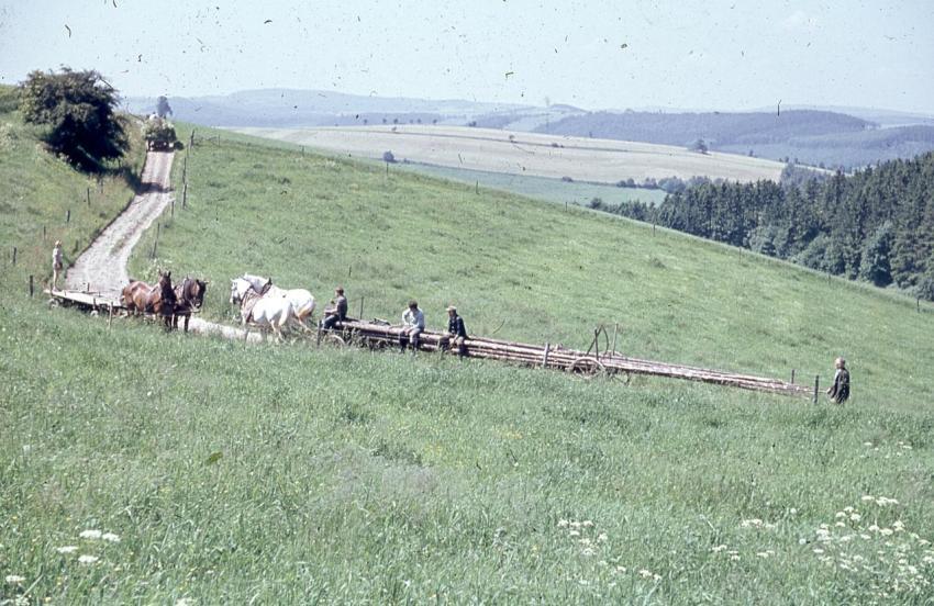 KutscherWolfmitSchimmeln