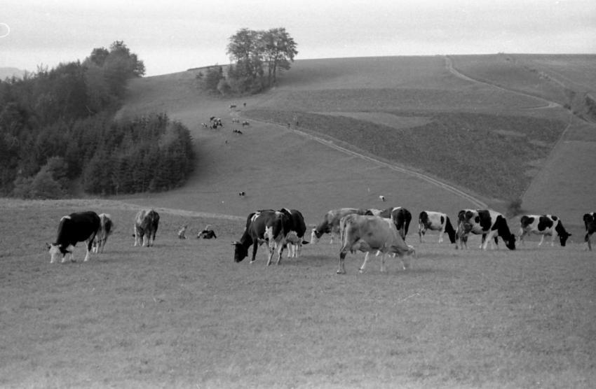 0151 Kuhe huten bei Gottfrieden