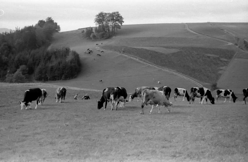 Kuhe bei Gottfrieden01
