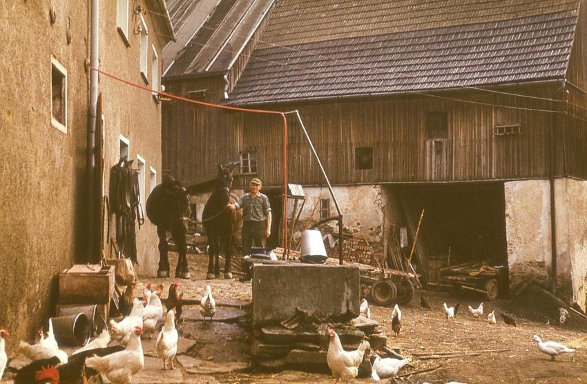 BauerHofmannm Pferde