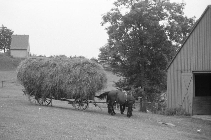 0105 Morgenstern Heu einfahren