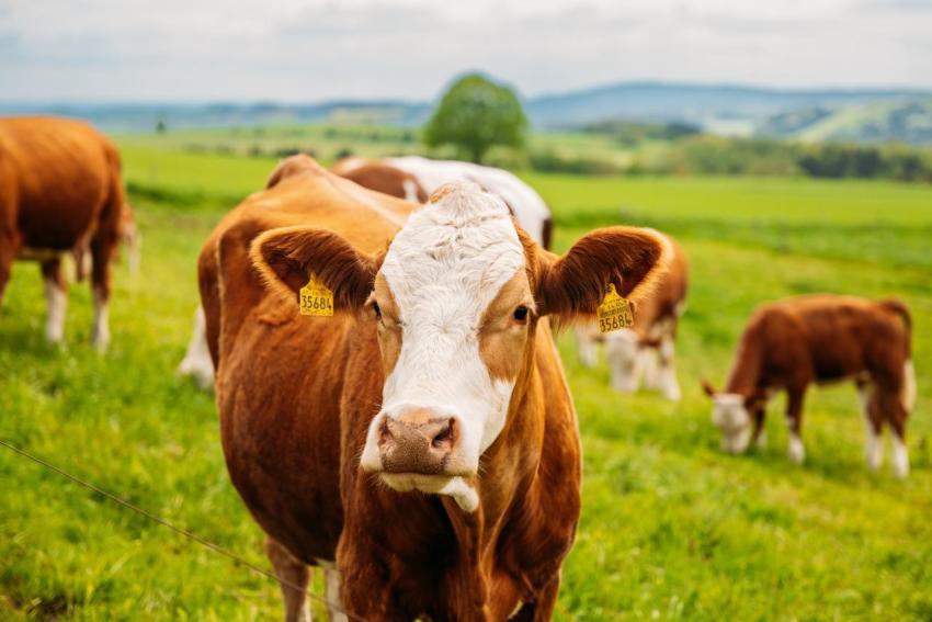 Waldgottestdienst 18 05 2023 022