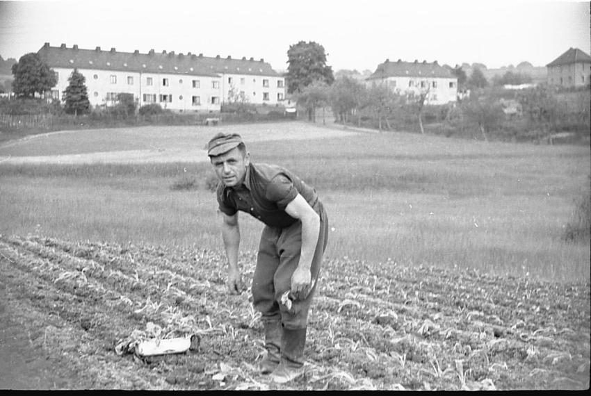 0079 Klotz Gottfried beim Kraut pflanzen 1
