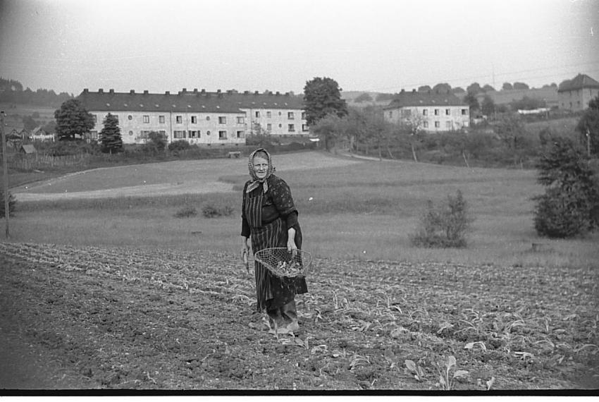 0081 Klotz Gottfried beim Kraut pflanzen 2