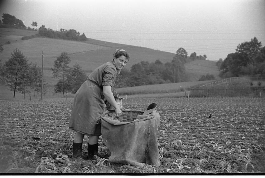0080 Klotz  beim Kraut pflanzen 3
