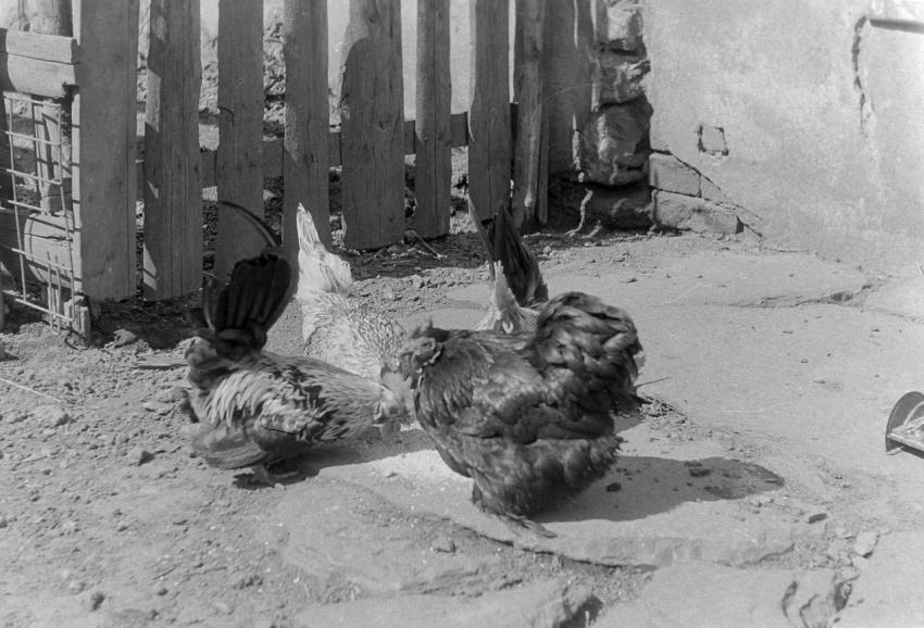 Fotoarchiv Pilz 0070