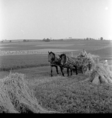 0108 Getreide einfahren