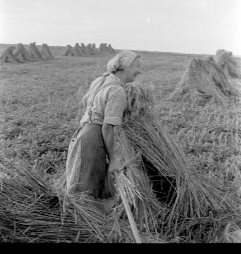 0107 Getreide einfahren bei Kurt Walter
