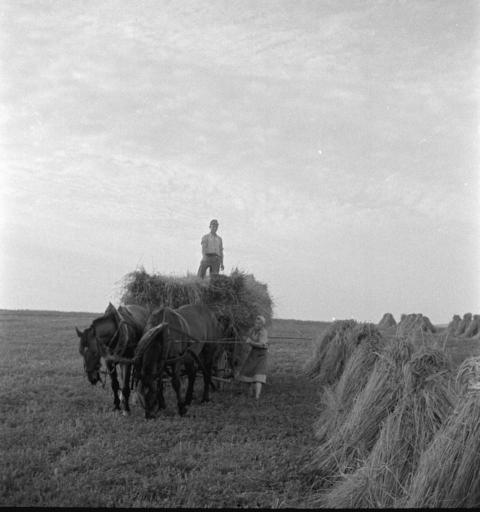 0109 Getreide einfahren