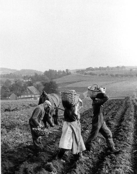 0146 Richterhilf Oswald Kartoffel Ernte