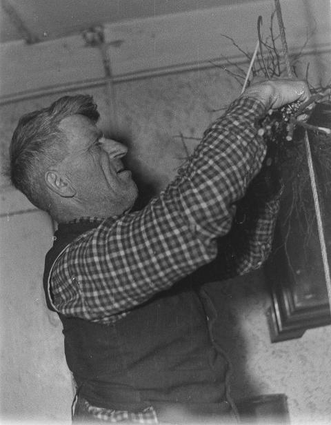 Fotoarchiv Pilz 0090