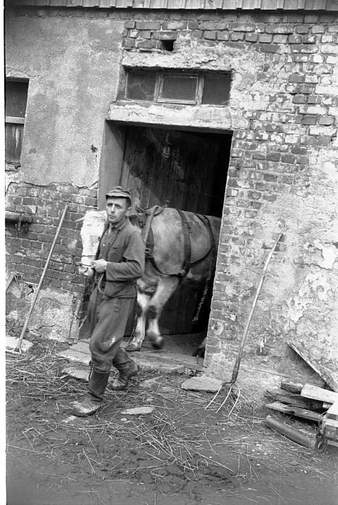 0101 Klotz Gottfried mit Ochse