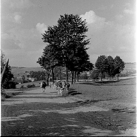 0167  Kuhe Warmbadstrasse