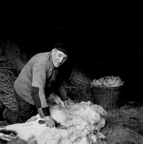 0051 Johann Wenzel bei der Schafschur