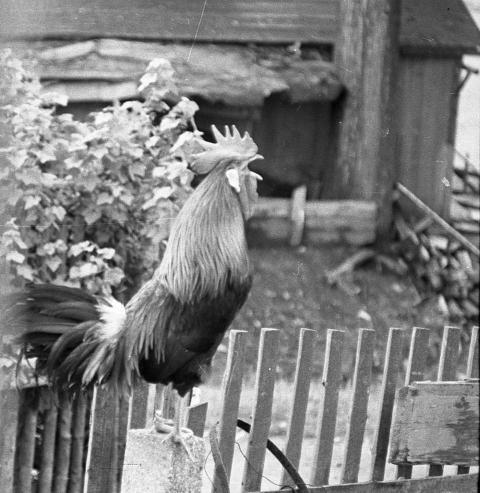 0055 Fruhlingsgefuhle