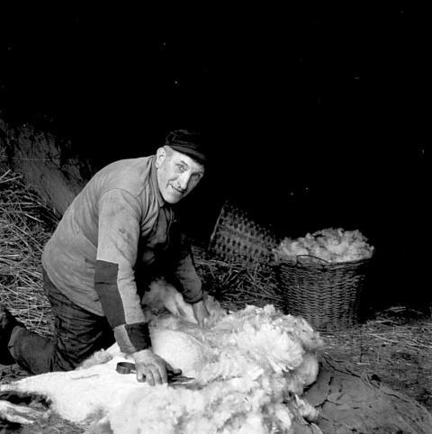 182 Johann Wenzel bei der Schafschur